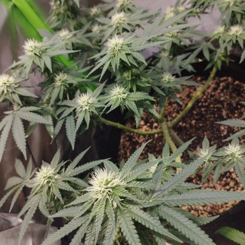 Banana Purple Punch Feminizada #2 growlog timeline photo