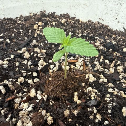 Cherry Gar-See-Ya growlog timeline photo