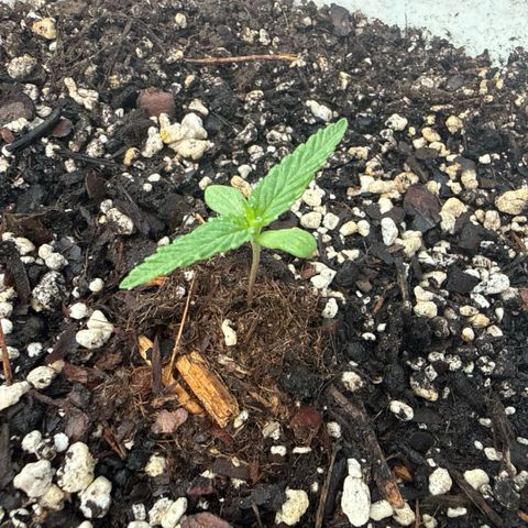 Mimosa growlog timeline photo