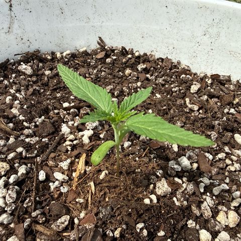 Mimosa growlog timeline photo