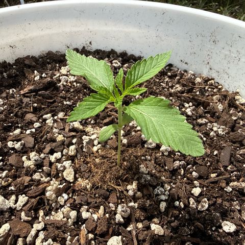 Cherry Gar-See-Ya growlog timeline photo