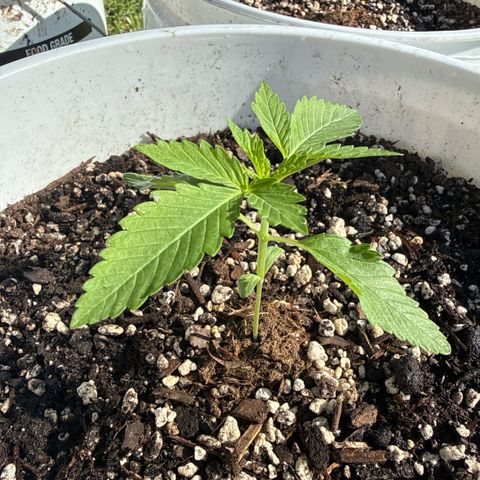 Cherry Gar-See-Ya growlog timeline photo