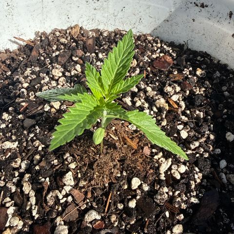 Mimosa growlog timeline photo
