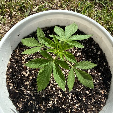 Cherry Gar-See-Ya growlog timeline photo