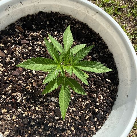 Mimosa growlog timeline photo