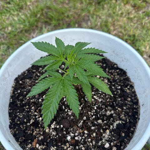 Mimosa growlog timeline photo