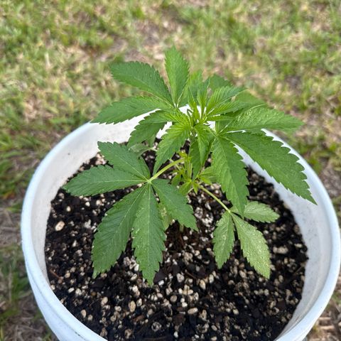 Cherry Gar-See-Ya growlog timeline photo