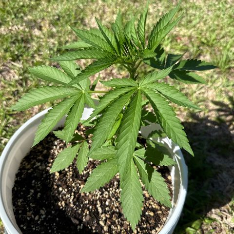 Cherry Gar-See-Ya growlog timeline photo