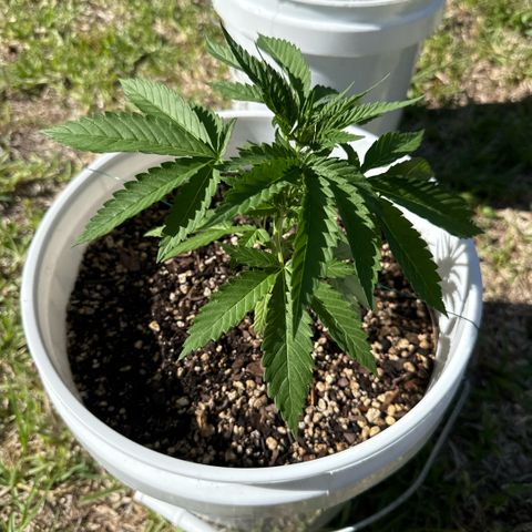 Mimosa growlog timeline photo