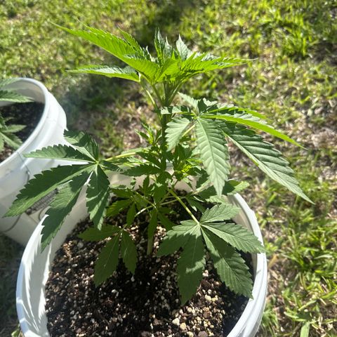 Cherry Gar-See-Ya growlog timeline photo