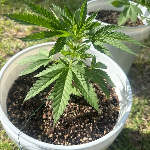 Mimosa growlog timeline photo
