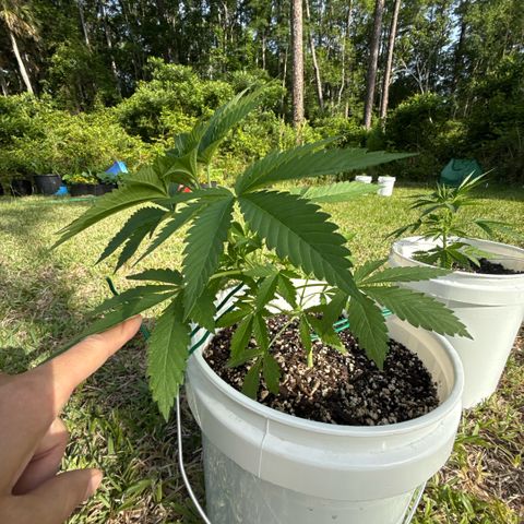 Cherry Gar-See-Ya growlog timeline photo