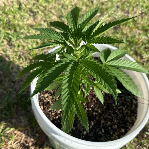 Mimosa growlog timeline photo