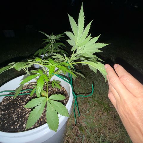 Cherry Gar-See-Ya growlog timeline photo
