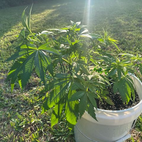 Cherry Gar-See-Ya growlog timeline photo