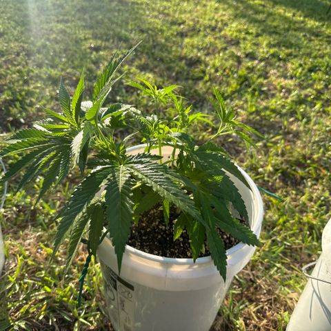 Mimosa growlog timeline photo