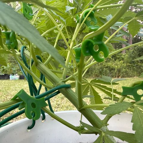 Cherry Gar-See-Ya growlog timeline photo