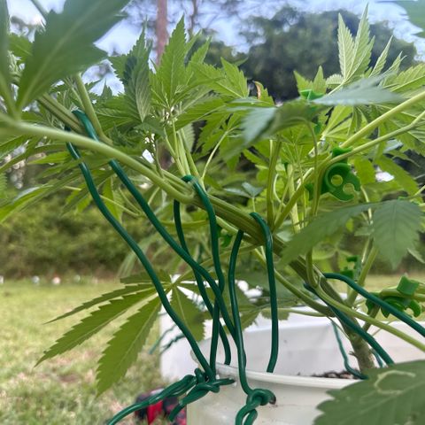Cherry Gar-See-Ya growlog timeline photo