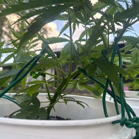 Mimosa growlog timeline photo