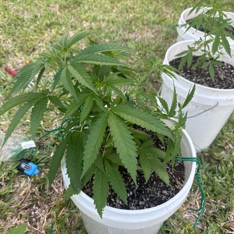 Mimosa growlog timeline photo