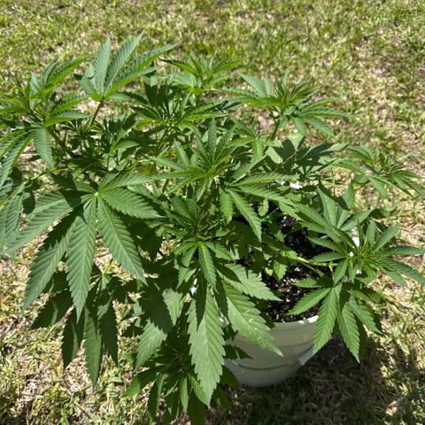 Cherry Gar-See-Ya growlog timeline photo