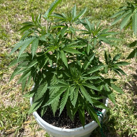 Mimosa growlog timeline photo