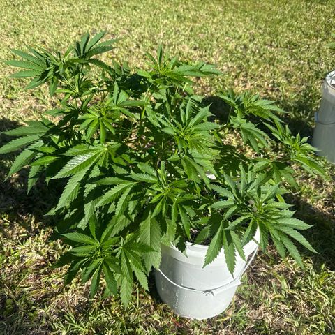 Mimosa growlog timeline photo