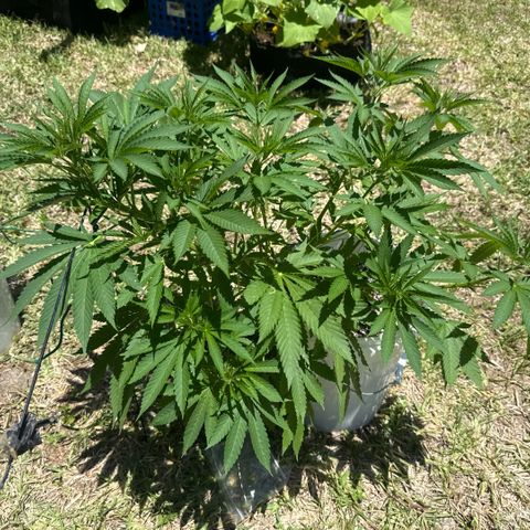 Cherry Gar-See-Ya growlog timeline photo