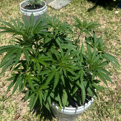Mimosa growlog timeline photo