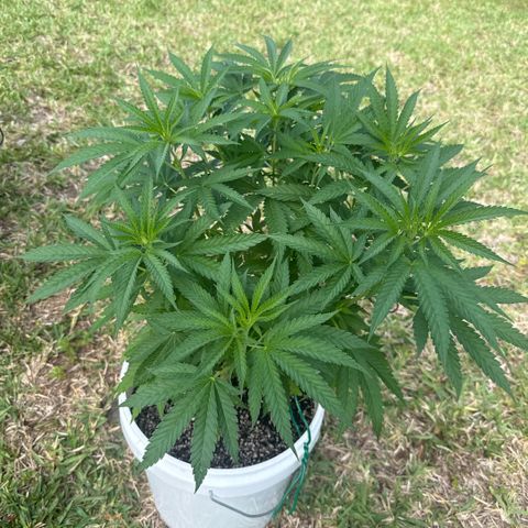 Mimosa growlog timeline photo