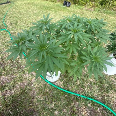 Cherry Gar-See-Ya growlog timeline photo
