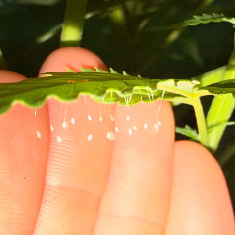 Mimosa growlog photo: The lord blessed me with some little soldiers!
