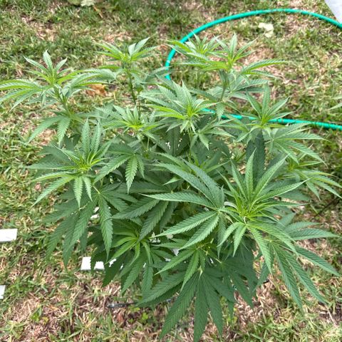 Mimosa growlog timeline photo
