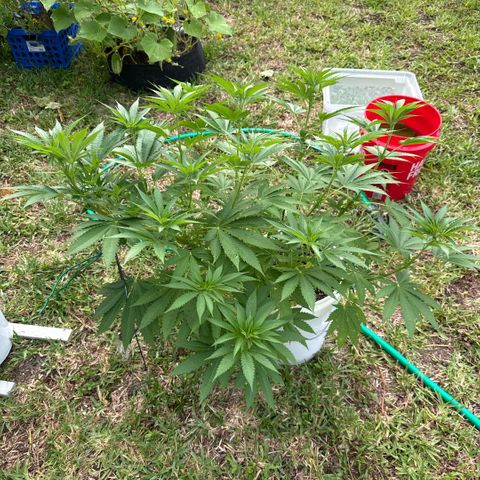 Cherry Gar-See-Ya growlog timeline photo