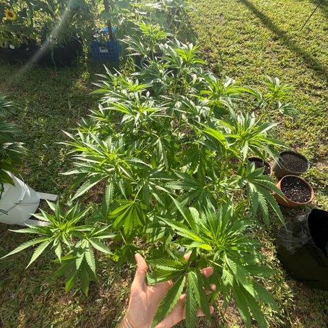 Cherry Gar-See-Ya growlog timeline photo