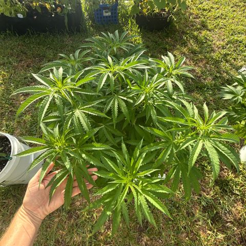 Mimosa growlog timeline photo