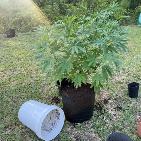 Cherry Gar-See-Ya growlog photo: Transplant to 7 gallon