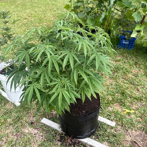 Mimosa growlog timeline photo