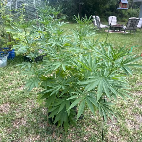 Cherry Gar-See-Ya growlog timeline photo