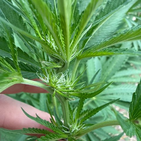 Cherry Gar-See-Ya growlog timeline photo