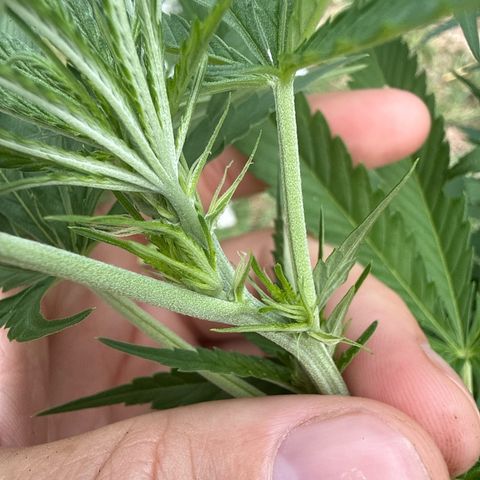Mimosa growlog timeline photo