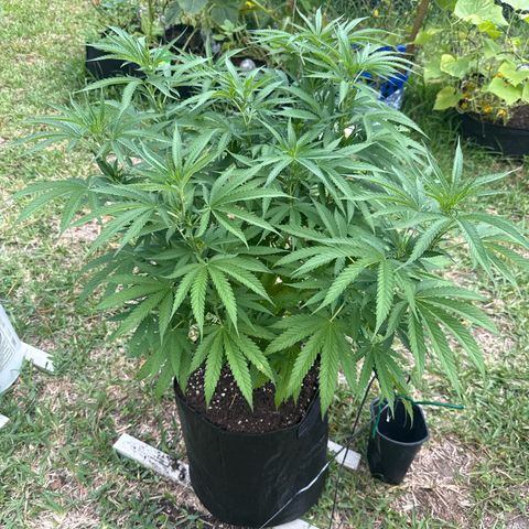 Mimosa growlog timeline photo