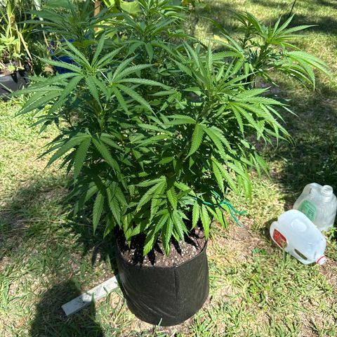 Mimosa growlog timeline photo