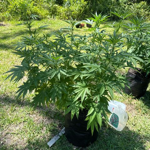 Cherry Gar-See-Ya growlog timeline photo