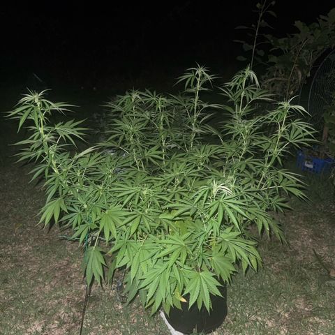 Cherry Gar-See-Ya growlog timeline photo