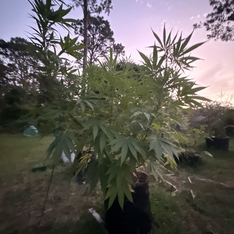 Cherry Gar-See-Ya growlog timeline photo