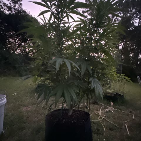 Mimosa growlog timeline photo