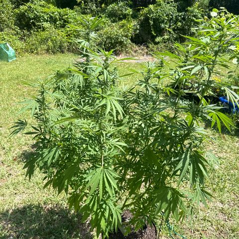 Cherry Gar-See-Ya growlog timeline photo