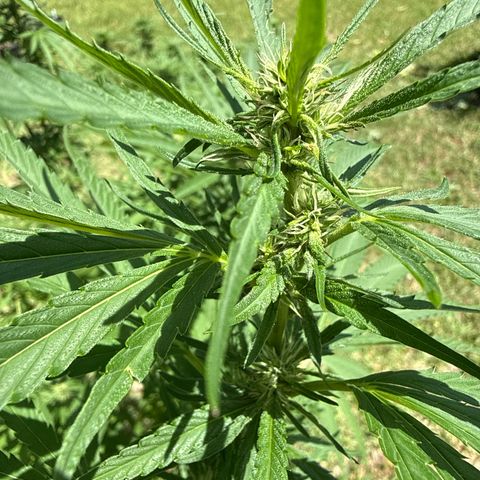 Cherry Gar-See-Ya growlog timeline photo