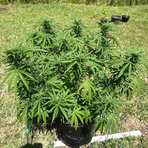 Mimosa growlog timeline photo